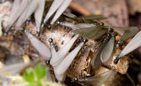 cupins subterrâneos