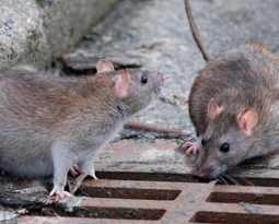 Espécies de Ratos