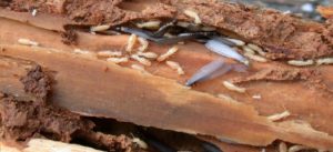 Descupinização Contra Cupins de Solo no Seu Bairro