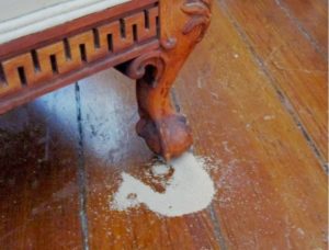 cupim de madeira seca