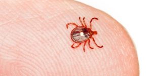 dedetização carrapatos