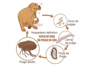 Dedetização Pulgas