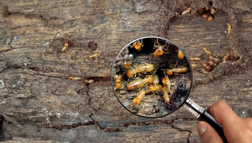 A descupinização em Itapecerica da Serra protege seu imóvel contra os danos dos cupins. Serviço profissional com técnicas seguras e eficazes.