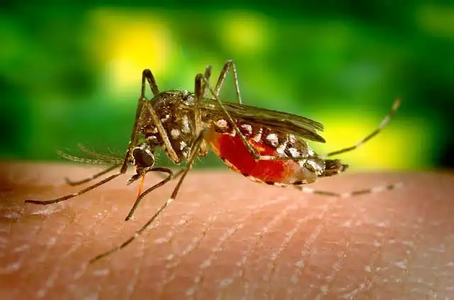 Os mosquitos da dengue têm se proliferado com rapidez na Zona Oeste de São Paulo, preocupando moradores e autoridades.